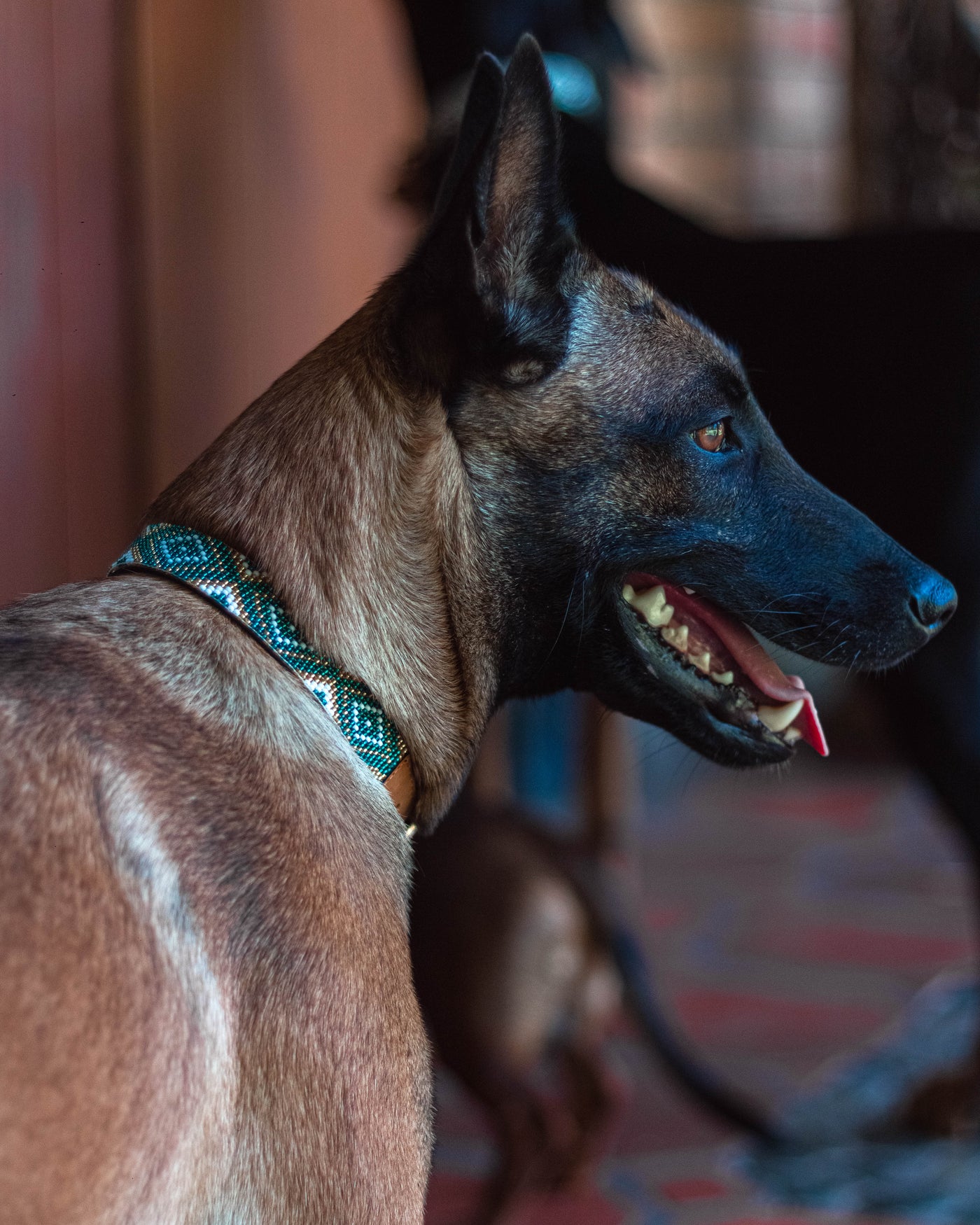 Amazonian collar