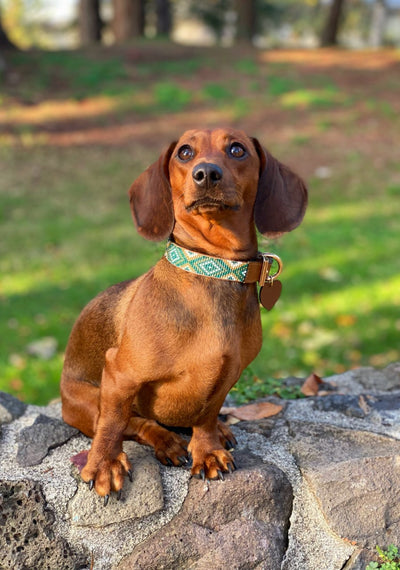 Amazonian collar